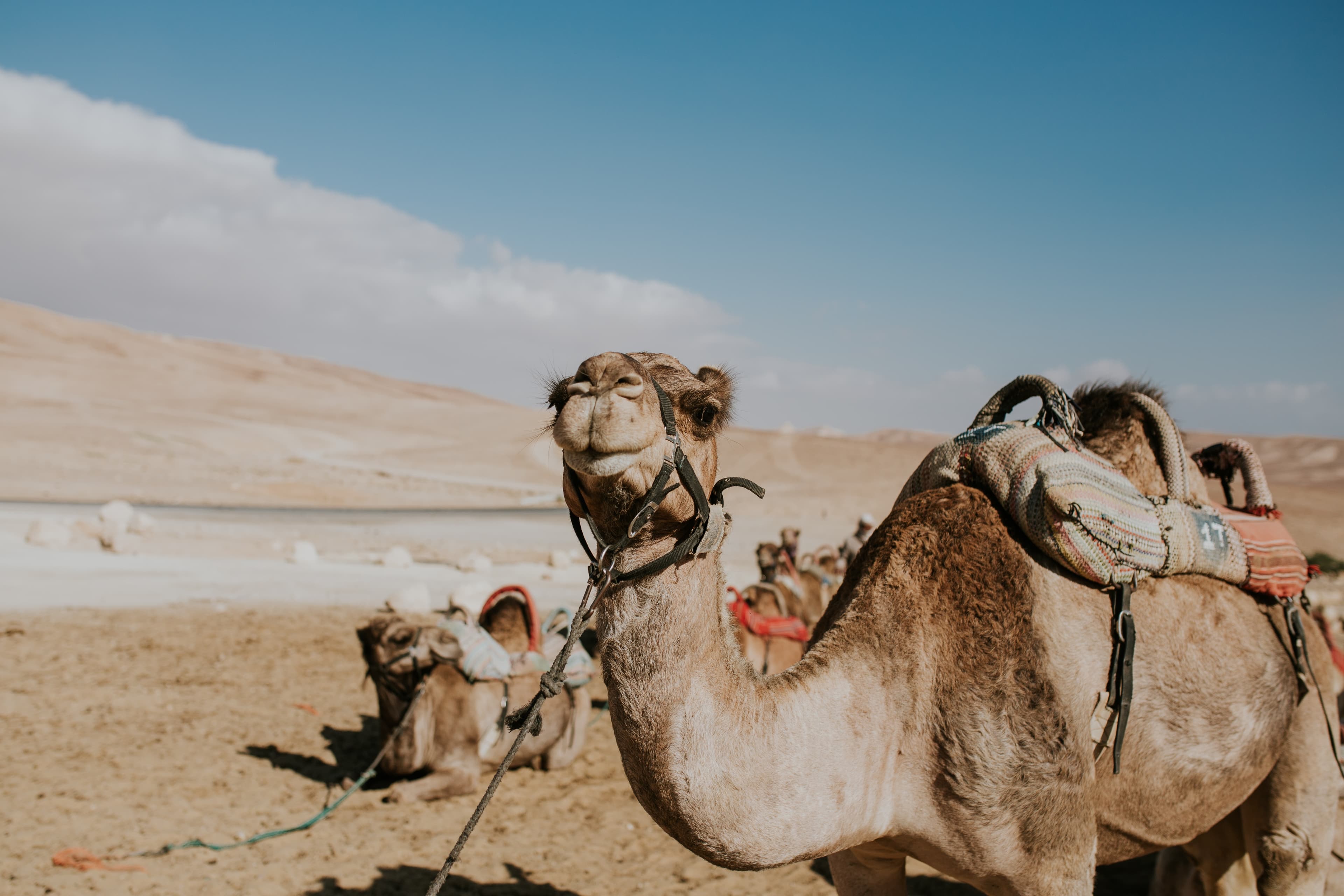 Dromedary camel with saddle in arid Moroccan desert landscape — 10-day Morocco itinerary