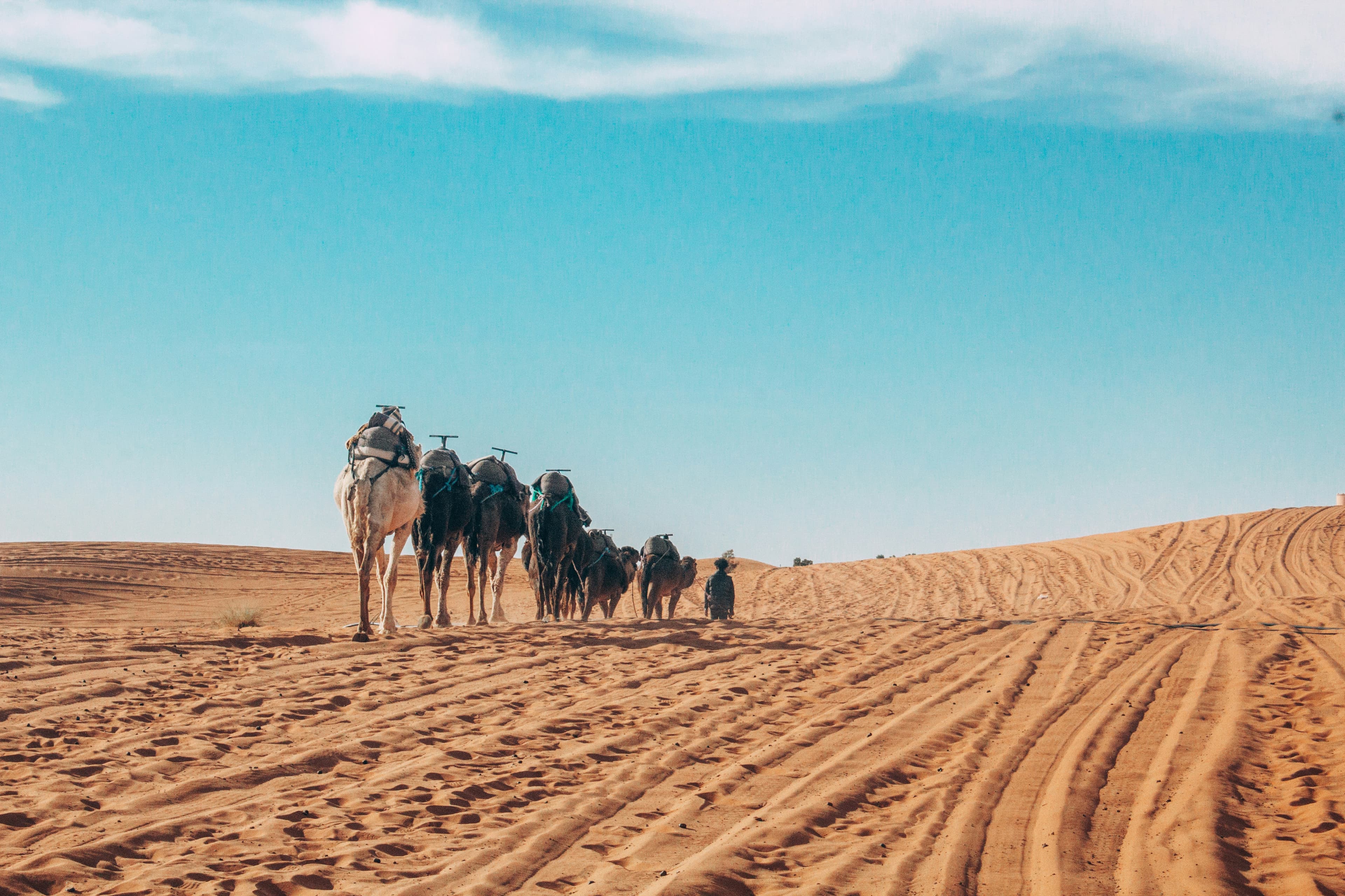 Camel caravan crossing Erg Chebbi sand dunes at sunset, Merzouga, Morocco